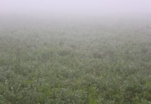 चिसोको प्रभाव बालिनालीमा