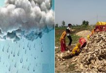 निरन्तरको वर्षाका कारण सर्लाहीका मकै किसान चिन्तित