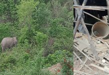 हात्तीले सिंहको घर भत्कायो,दुई लाखको क्षति