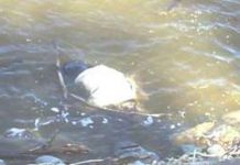 पौडी खेल्ने क्रममा पोखरीमा डुबेर ५ बालिकाको ज्यान गयो