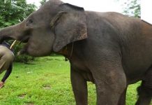 सर्लाहीमा हात्तीको आक्रमणबाट एक महिलाको मृत्यु, एक पुरुष घाईते