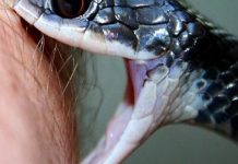 सर्पको टोकाइबाट दुई बालिकाको ज्यान गयो