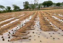 निरन्तरको वर्षाले खेतमा काटेर राखेको धान पानीमा तैरियो, किसान चिन्तीत