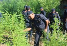 प्रहरीले गर्याे ,पचास हजार गाँजाकाे बाटो नष्ट