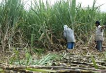 उखुको नयाँ मुल्य निर्धारण;भारतबाट जीटुजीमार्फत मल खरिद गर्ने सरकारकाे तयारी