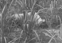 सर्लाहीको बरहथवामा महिलाको शव फेला पर्याे, घटना शंकास्पद रहेको प्रहरीको भनाइ