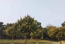 ढकमक आँप फुल्याे, सिराहाका किसान भए हर्षित