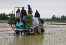 तेलवाली अनुसंधान कार्यक्रमले मनायो;राईस प्लाण्टर मेशिनबाट धान राेपेर दिवस