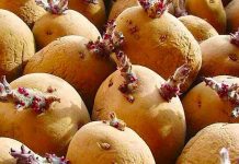 टुसा उम्रिएको आलु खानुहुन्छ ? थाहा पाउनुस् बेफाइदा