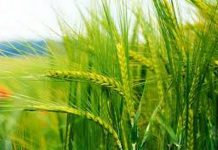 उन्नत गहुँ उत्पादन प्रविधि