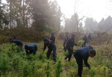 गाँजा फाड्ने अभियानलाई निरन्तरता दिदै सर्लाही प्रहरी; -१५ बिघा बढी क्षेत्रको गाँजा खेती नष्ट