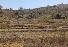 खडेरीले अन्न बाली,तरकारी र फलफूल खेती प्रभावित