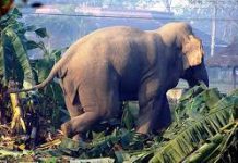 सर्लाहीमा जंगली हात्तीकाे आक्रमणबाट एक युवकको मृत्यु