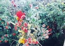 आज हरि बोधिनी एकादशी, नारायण भगवानको दर्शन पूजा गरिदै