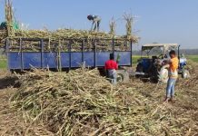 सर्लाहीका उखु किसानले पाए;अनुदान बापतकाे झण्डै ३० करोड भुक्तानी