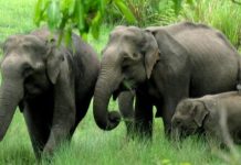 हात्तीले नष्ट पार्याे, पैंतीस बिगाहा क्षेत्रमा लगाइएको धानबाली