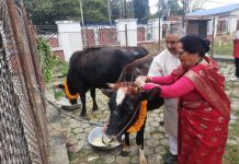 यमपञ्चककाे अवसरमा राष्ट्रपति पौडेलले गरे ; गाई पूजा
