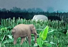 जंगली हात्तीले नष्ट गर्याे; हजारविघाका स्थानीयको बालीनाली