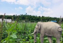 लालबन्दी नगर क्षेत्रमा देखापर्याे; जङ्गली हात्ती- सतर्क रहन आग्रह