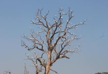 जाडो बढेसगै सर्लाहीका ताल पोखरीमा देखिन थाले ; पहुना चरा