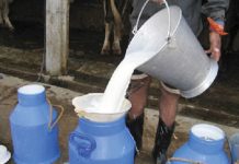 दूध किसानले अझै पाएन्न पैसा: आन्दोलनमा जाने चेतावनी