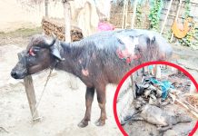 काैडेना र कबिलासीमा आगलागी;पशु चाैपाया, घर गाेठ जल्याे