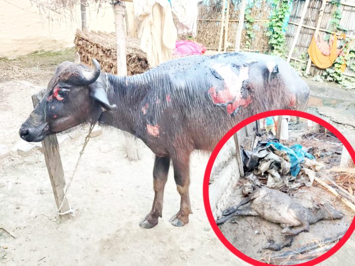 InShot_20250416_154727724