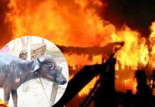 ईश्वरपुरमा गाेठमा आगलागी हुँदा दुई लाख बढीको क्षति