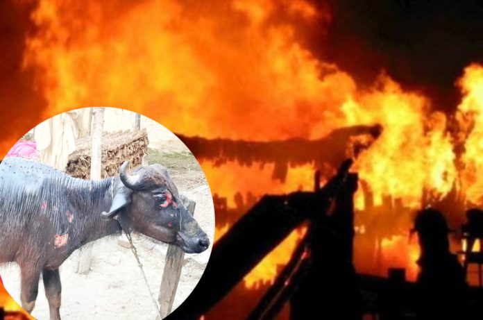 InShot_20250603_175021387