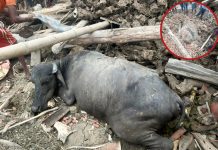 सर्लाहीमा हावाहुरीले गोठ भत्किँदा दुईवटा भैँसी मर्याे