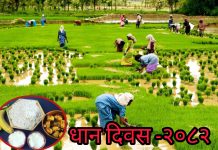 धान दिवस आज, दही चिउरा खाएर मनाइँदै