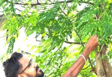 मोरिङ्गा रूख : तराईमा वर्षा बढाउने र वातावरण जोगाउने उपाय ( कृषिको वरदान )