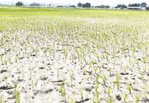 मधेसमा धान उत्पादन घट्ने चिन्ता