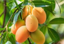 आँप धेरै खाएमा आउनेछ डन्डिफाेर र देखिनेछ अनुहारमा दाग