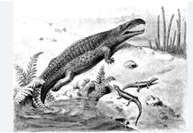 भेटियो २० करोड बर्ष पुरानो, डायनासाेर भन्दा अघिकाे रूख छेपारोको जिबाष्मा