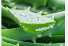 एलाेभेरासँग मुल्तानी माटाे मिसाएर लगाउनुहाेस्, हुन्छ अनुहार चम्किलाे