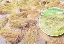 मोन्था चक्रवातले सर्लाहीका किसान मर्कामा : पाकेका धान पानीमा डुवे