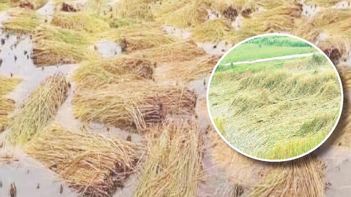 chiyocharcho Daily-2