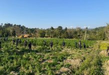 सर्लाही प्रहरीले गर्यो,अवैध गाँजा फडानी