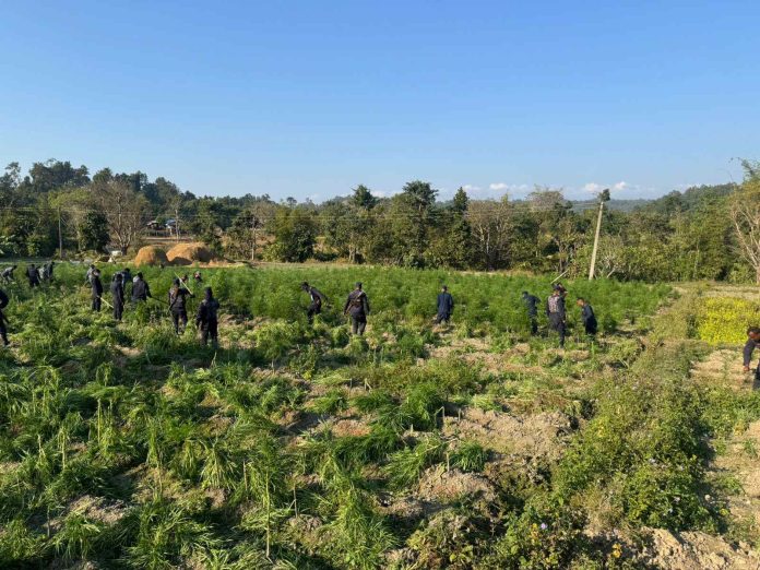 गाँजा फडानी