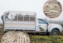 माघे सङ्क्रान्ति नजिकिएसँगै सर्लाहीका किसानहरू तरुल खन्न व्यस्त :उत्पादन र मूल्य दुवैमा राम्रो